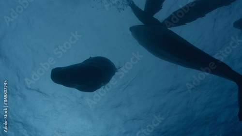Stunning underwater view against the light of sperm whales sleeping vertically. Check my gallery for more serene whale scenes.