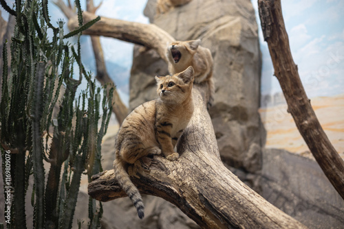 Sand Cats Perched on a Tree Branch in a Desert Enclosure, One Alert and Another Yawning photo