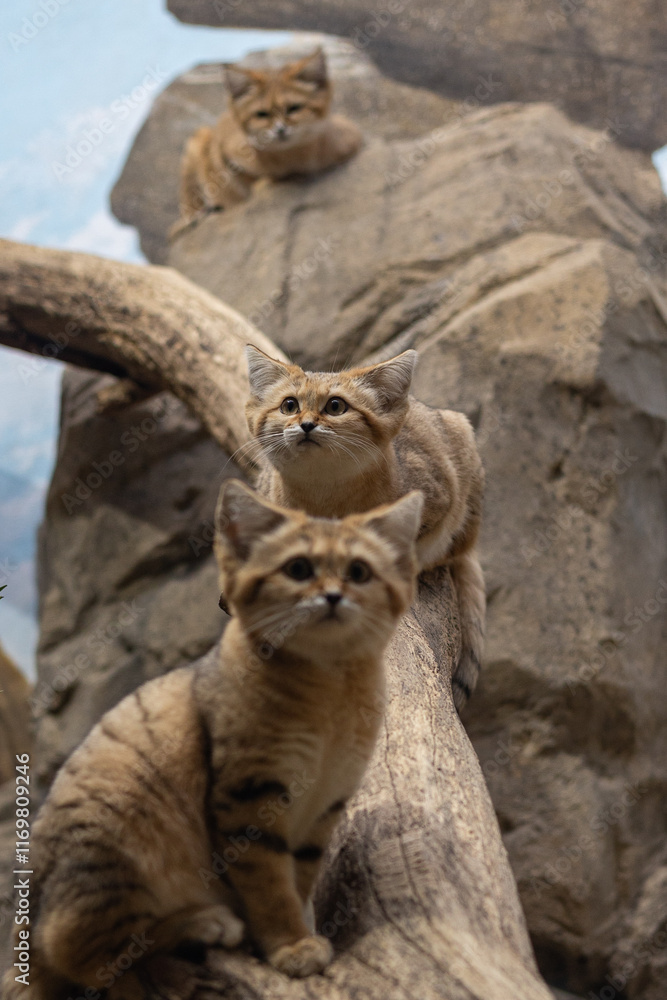 Naklejka premium Trio of Sand Cats Perched on a Branch and Rocks in a Desert-Themed Habitat