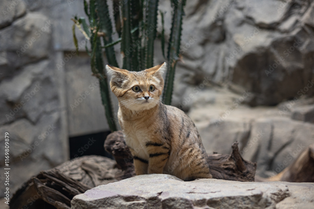 Obraz premium Adorable Sand Cat Sitting on a Rock in a Desert-Themed Habitat with Cactus in the Background
