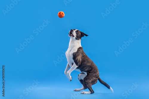 A cute playful crossbreed dog fetching a ball in front of a colorful blue studio background photo