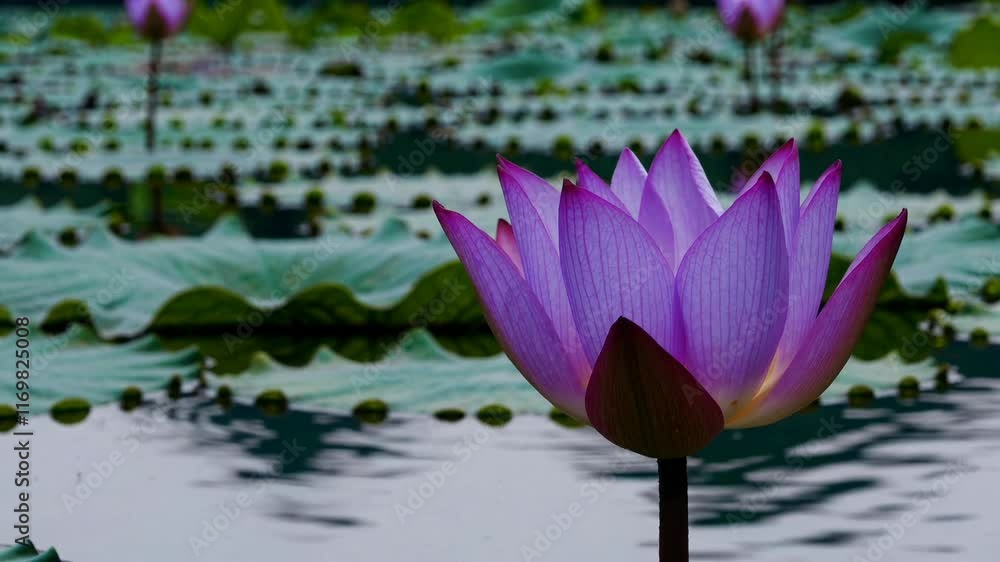 Purple lotus flower on serene pond with lily pads at dusk, natural beauty concept Purple lotus flower on serene pond with lily pads at dusk, natural beauty concept