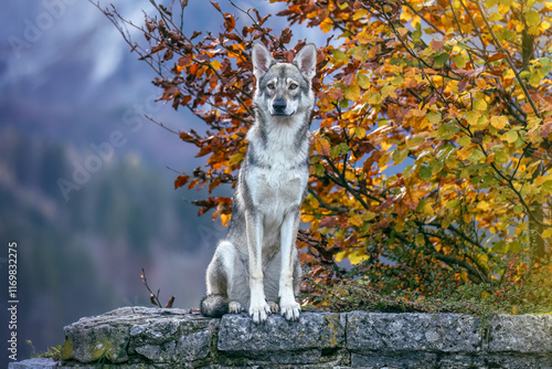 Autumnal portrait of a wolf dog at a lake in the alps photo