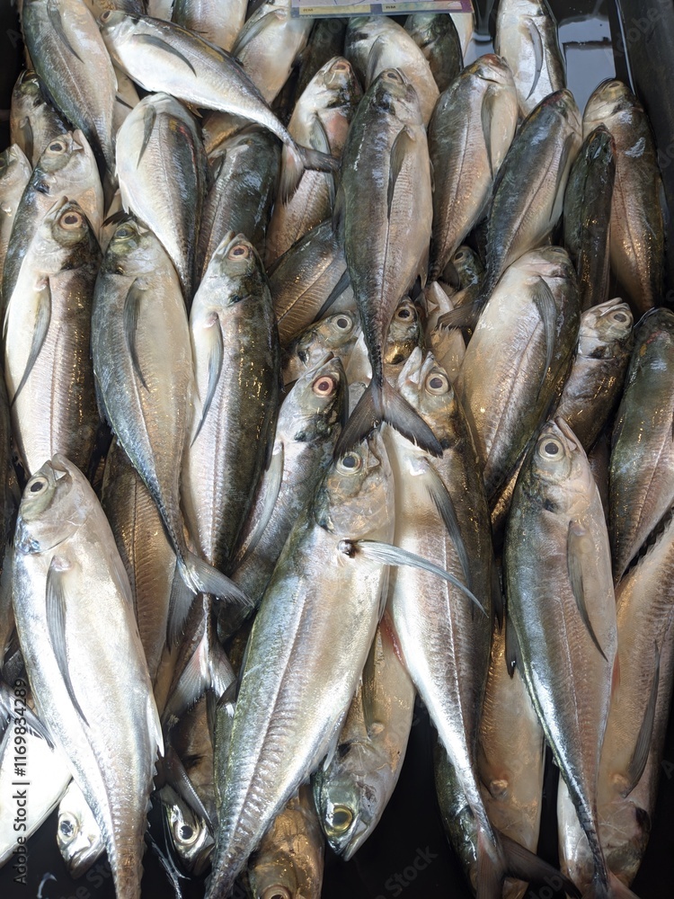 Obraz premium A pile of fresh Torpedo Scad fish displayed on a market counter.