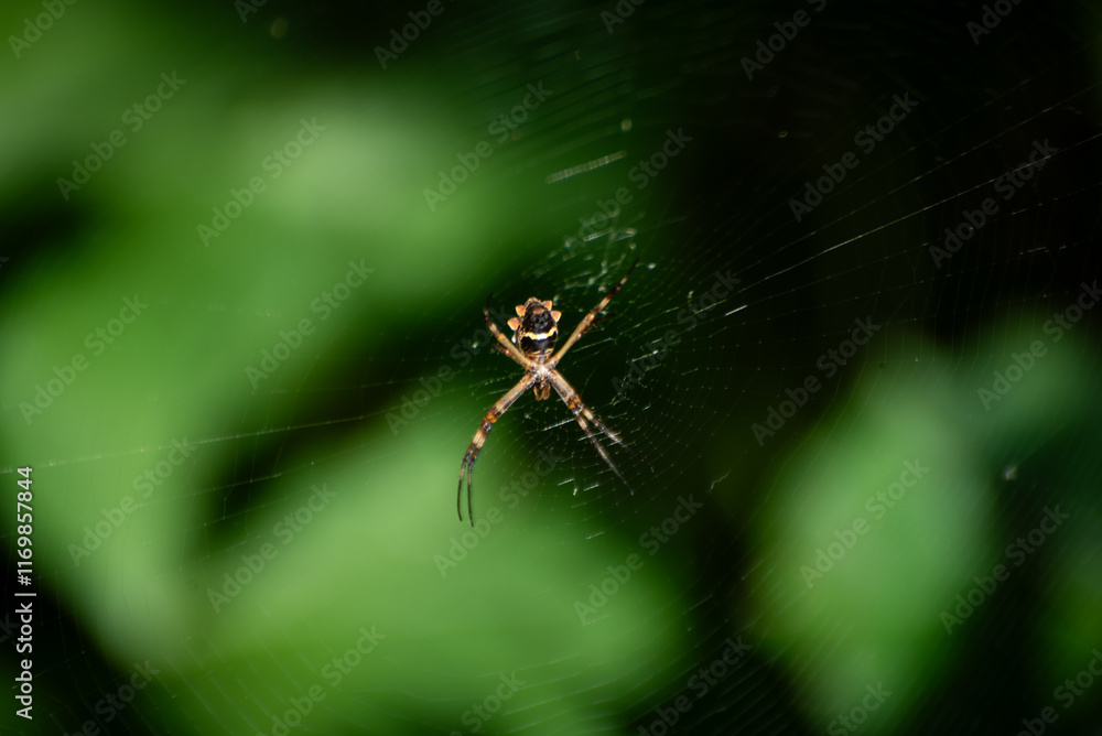 Argiope argentata, silver spider, garden spider, Araneidae, South America, Central America, United States, Caribbean, spider in the web, spider web, Arachnida, arachnid, Araneidae, Arthropoda
Argiope argentata, silver spider, garden spider, Araneidae, South America, Central America, United States, Caribbean, spider in the web, spider web, Arachnida, arachnid, Araneidae, Arthropoda