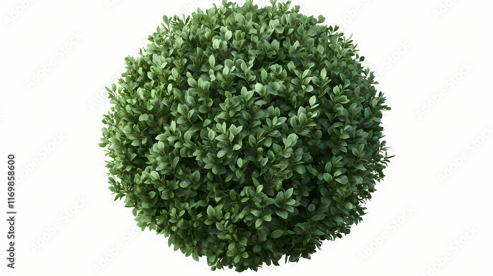 Fototapeta premium The evergreen round bush buxus sempervirens, isolated on transparent background. Evergreen. Illustration