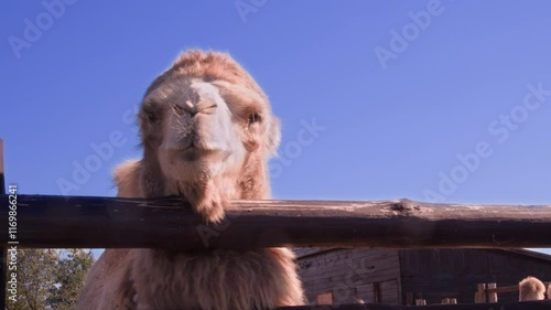 A camel standing behind a wooden fence in a farmyard setting under a clear blue sky, highlighting its textured fur and serene expression.