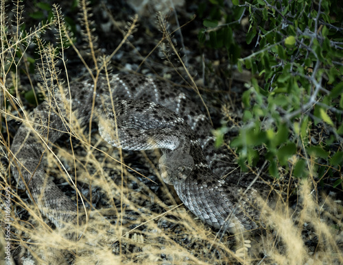 Western Diamond Back Rattle Snake Ready To Strike In The Grass photo