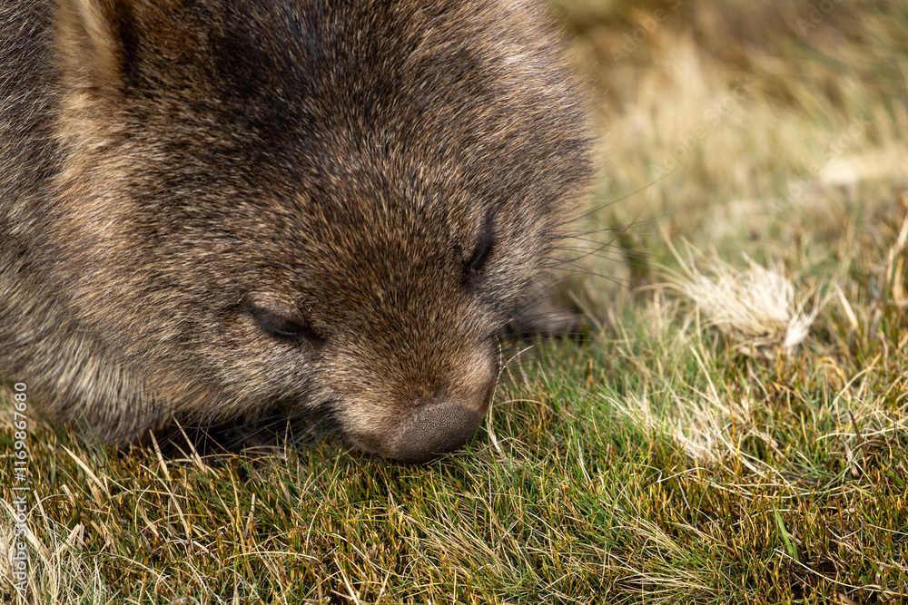 The bare-nosed wombat, also known as the common wombat, is the world's largest burrowing herbivorous mammal. The bare-nosed wombat, also known as the common wombat, is the world's largest burrowing herbivorous mammal.