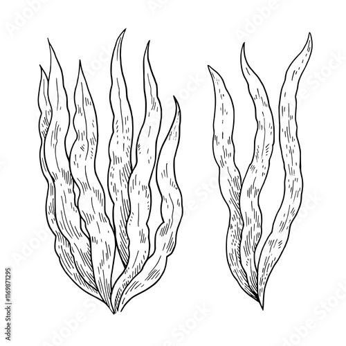 Spirulina black and white line illustration isolated on white background. Seaweed algae plants.