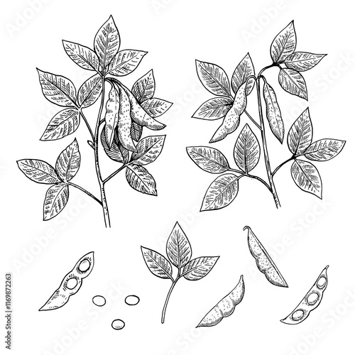 Soy black and white illustration in engraving style. Detailed hand-drawn vector illustration