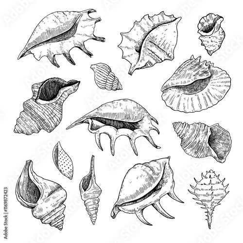 Collection of shells, black and white detailed ink illustrations for design isolated on white background.