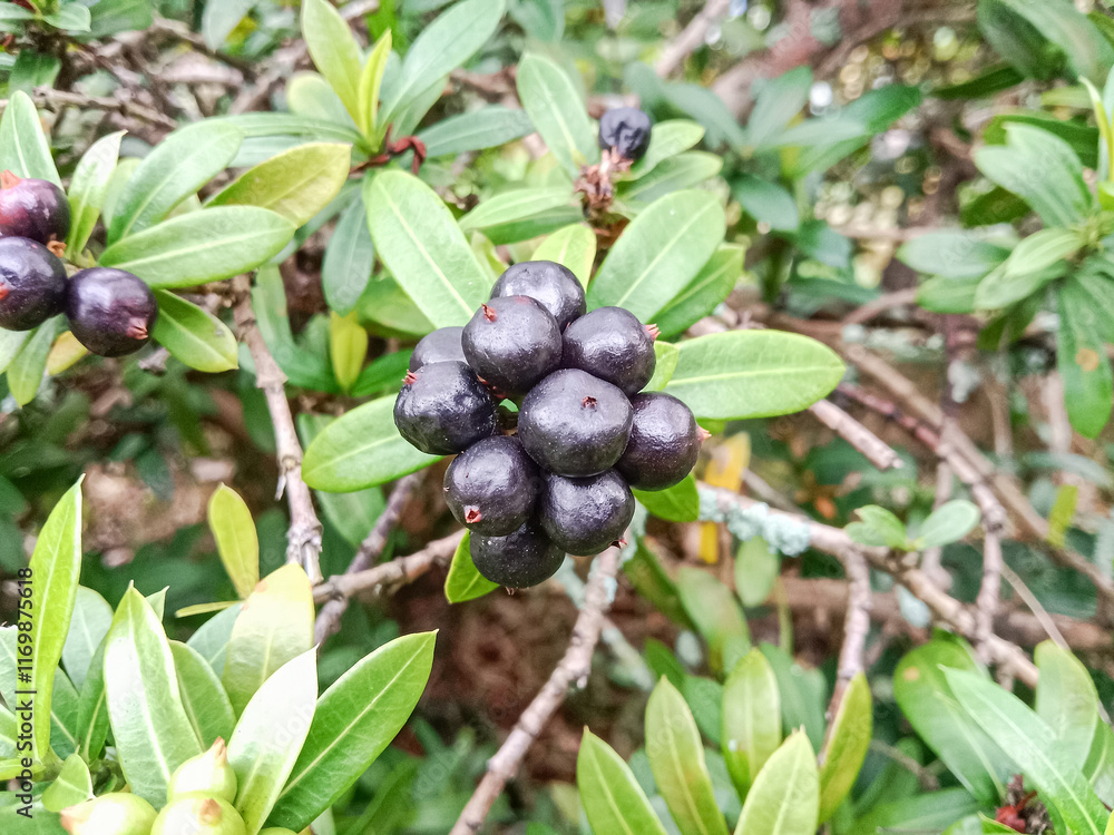 Ixora chinensis fruit. Ixora chinensis, commonly known as chinese ixora, is a species of plant of the genus ixora. Ixora chinensis fruit. Ixora chinensis, commonly known as chinese ixora, is a species of plant of the genus ixora.