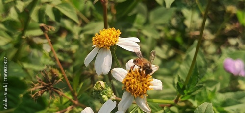 the bee insect on flower photo