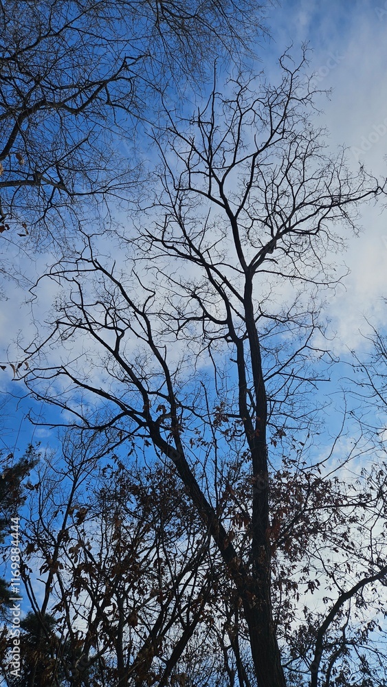 Winter trees in the forest waiting for spring Winter trees in the forest waiting for spring