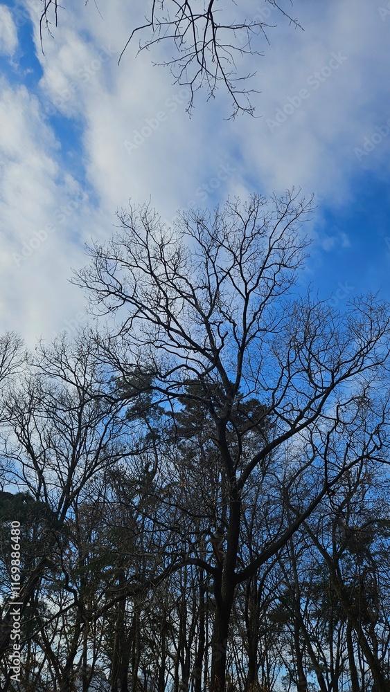 Winter trees in the forest waiting for spring Winter trees in the forest waiting for spring