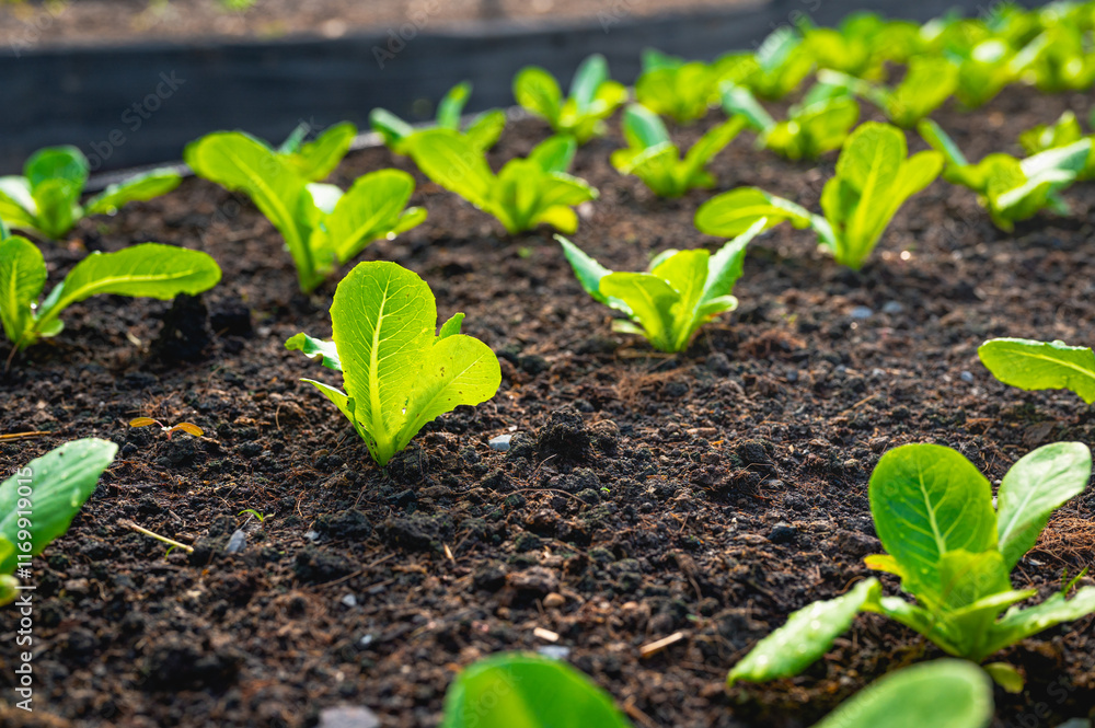Fresh organic lettuce in a rural greenhouse. Rows of lettuce seedlings. Lettuce ready to pick for a fresh summer salad. Salad plants in greenhouse with automatic irrigation watering system. Fresh organic lettuce in a rural greenhouse. Rows of lettuce seedlings. Lettuce ready to pick for a fresh summer salad. Salad plants in greenhouse with automatic irrigation watering system.