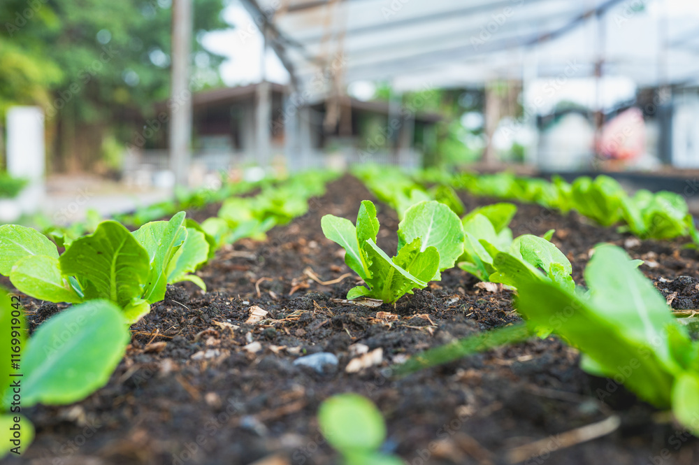 Fresh organic lettuce in a rural greenhouse. Rows of lettuce seedlings. Lettuce ready to pick for a fresh summer salad. Salad plants in greenhouse with automatic irrigation watering system. Fresh organic lettuce in a rural greenhouse. Rows of lettuce seedlings. Lettuce ready to pick for a fresh summer salad. Salad plants in greenhouse with automatic irrigation watering system.