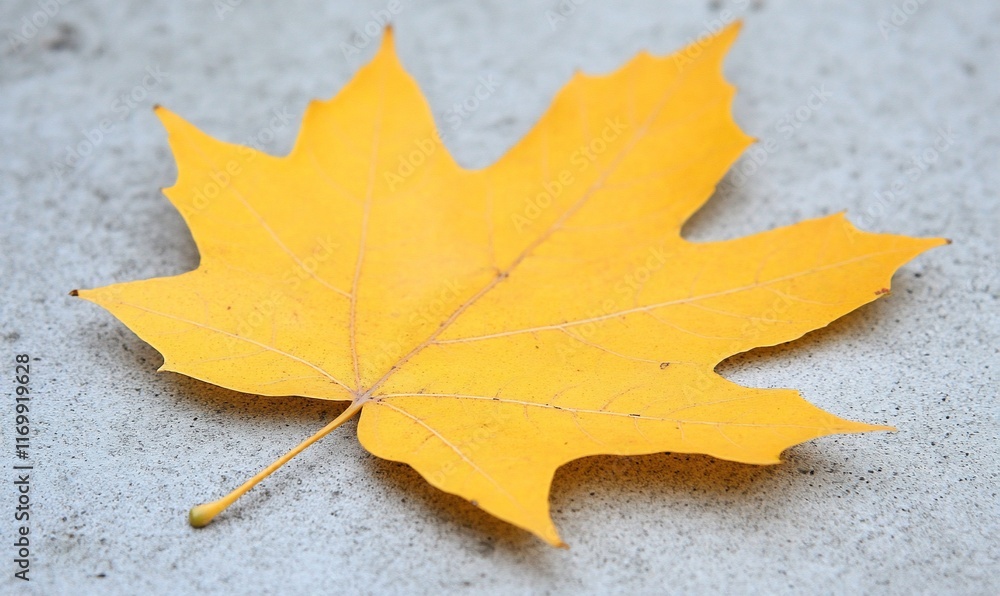 Single vibrant yellow autumn maple leaf on light gray concrete. Single vibrant yellow autumn maple leaf on light gray concrete.