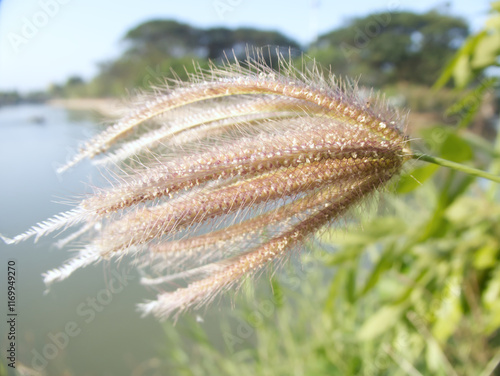 Grass flowers