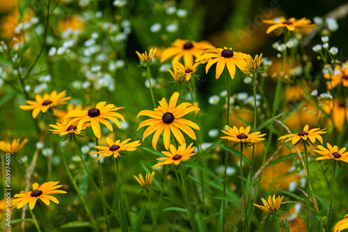 Black-Eyed Susans, Great Smoky Mountains National Park