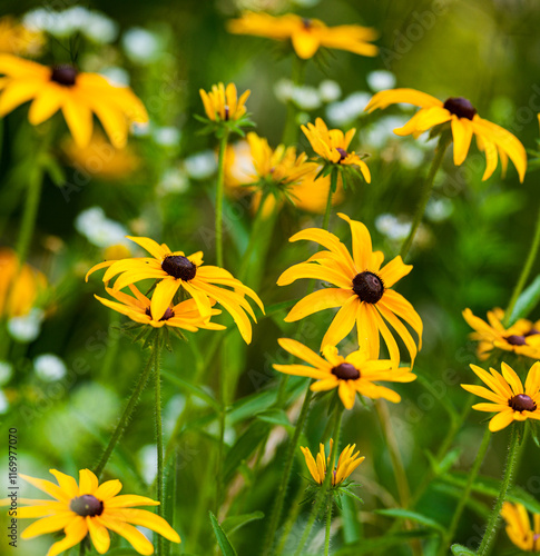 Black-Eyed Susans, Great Smoky Mountains National Park
