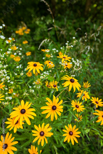 Black-Eyed Susans, Great Smoky Mountains National Park