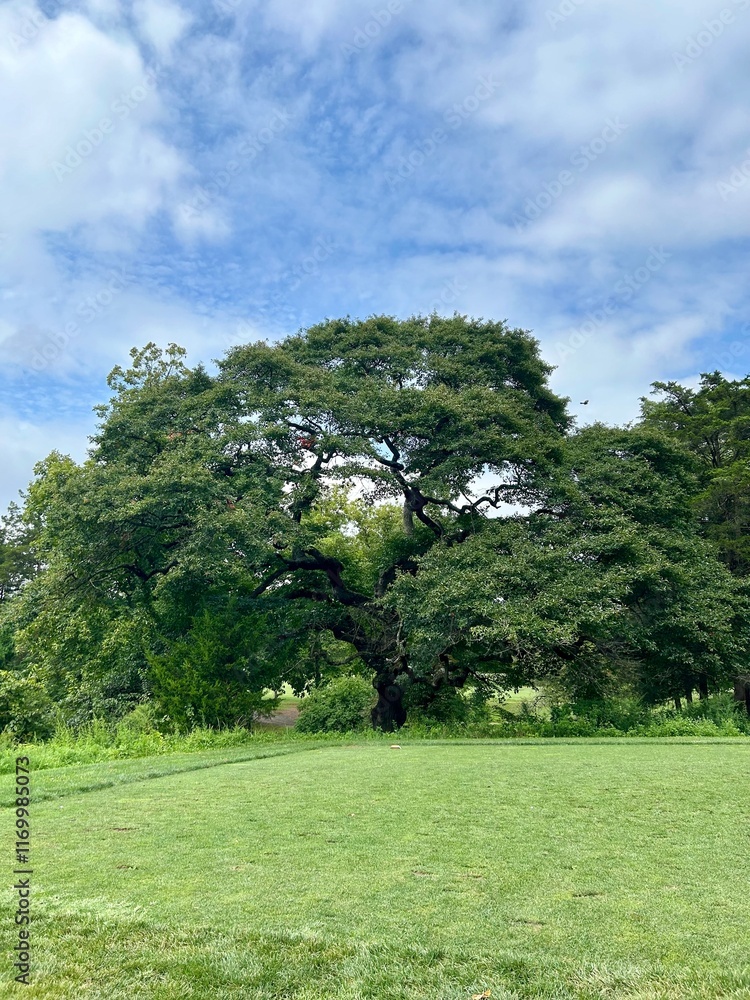 tree in the park tree in the park
