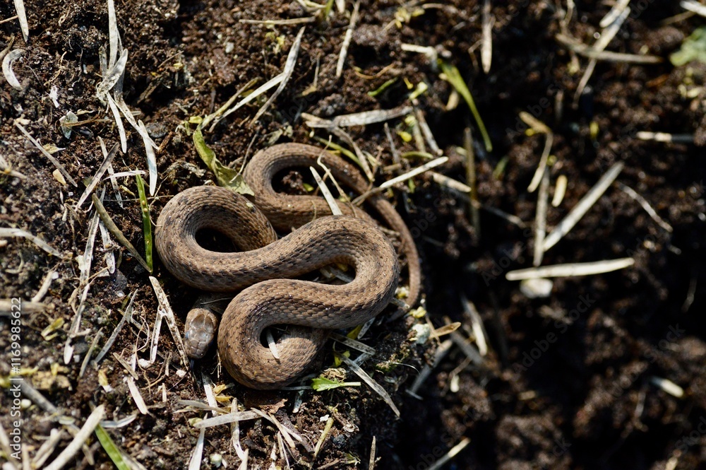 Brown Snake curled up in the garden Brown Snake curled up in the garden