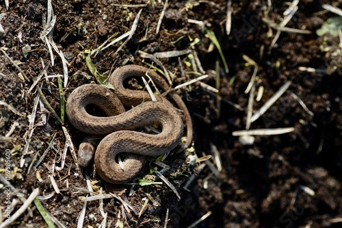Brown Snake curled up in the garden