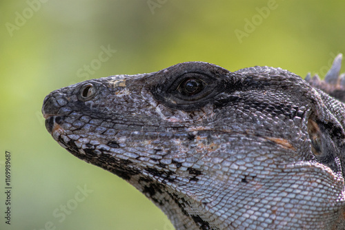 Close-up portrait of an Iguana from Mexico (Ctenosaura similis) photo