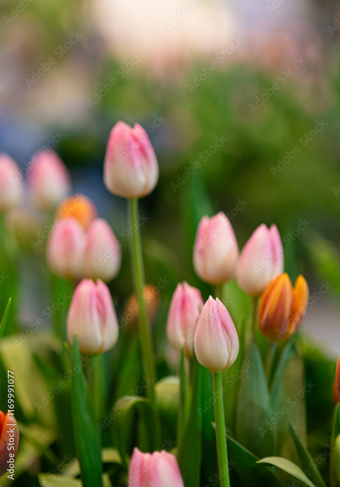 Obraz premium Pink tulips blooming in a colorful garden during spring