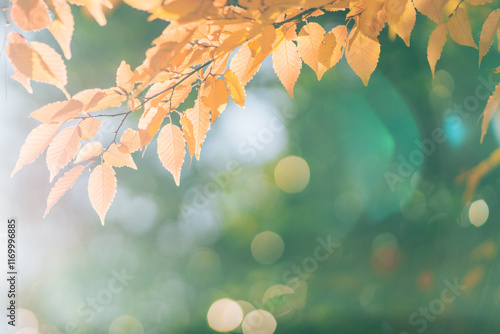 光に照らされた紅葉した葉（茨城県つくば市　洞峰公園）） photo