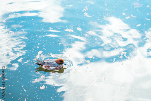 美しく青い水面に浮かぶ鴨（茨城県つくば市　洞峰公園） photo