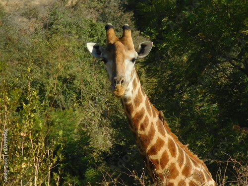 giraffe in the wild