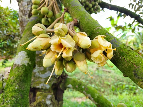 Close-up of durian flowers blooming on the tree in a garden in the Mekong Delta Vietnam..