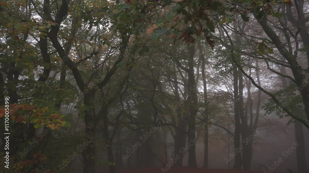 Mysterious Movement Through a Foggy Autumn Forest Mysterious Movement Through a Foggy Autumn Forest