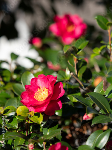 鮮やかな山茶花の花 photo