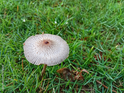 Foto Mushroom on the green grass