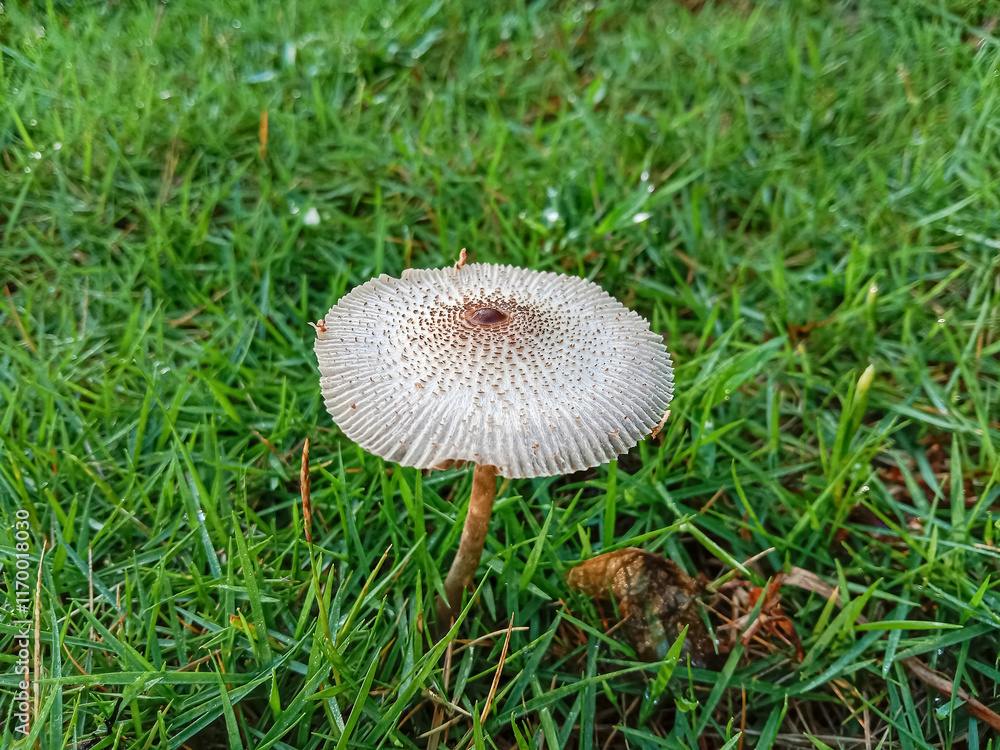 Mushroom on green grass. Leucocoprinus brebissonii is a species of mushroom producing fungus in the family Agaricaceae. Leucocoprinus brebissonii or skullcap dapperling mushroom. Mushroom on green grass. Leucocoprinus brebissonii is a species of mushroom producing fungus in the family Agaricaceae. Leucocoprinus brebissonii or skullcap dapperling mushroom.