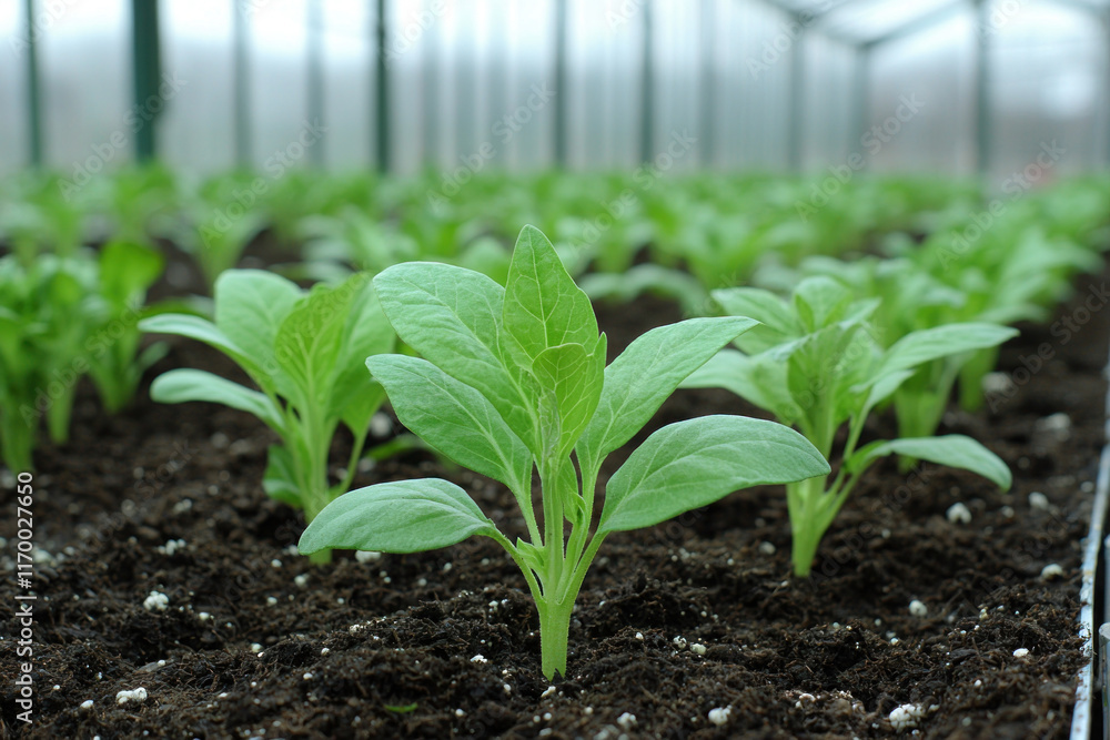 Young green seedlings growing in a greenhouse. Young green seedlings growing in a greenhouse.