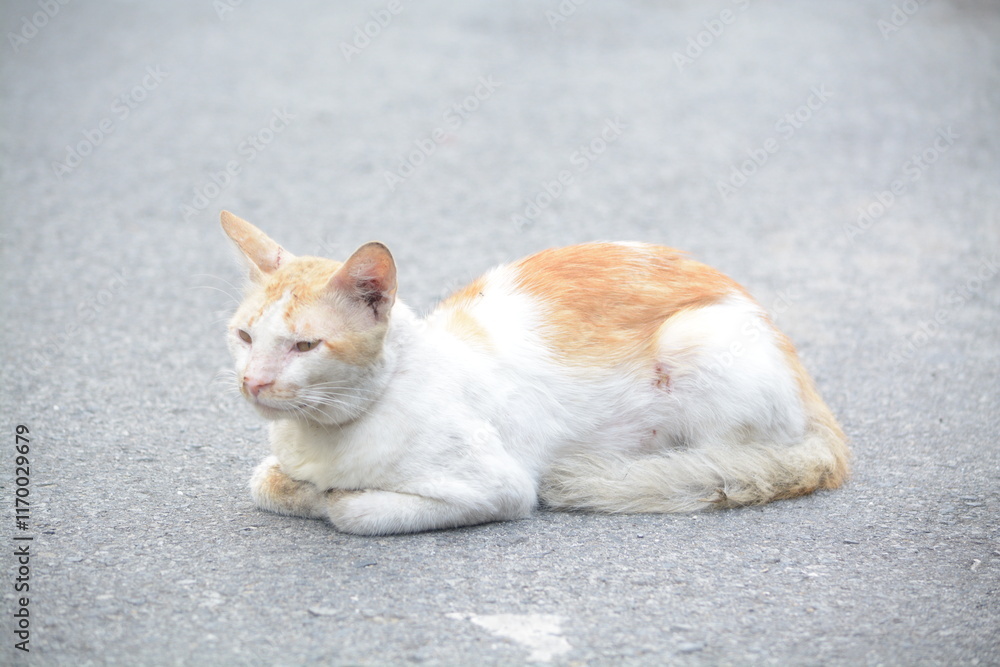 stray cat on the street with blurred background stray cat on the street with blurred background