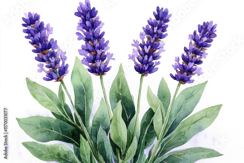 Watercolor lavender sprigs with green leaves on white.