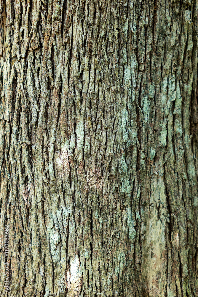 Natural gray wood bark texture background Natural gray wood bark texture background