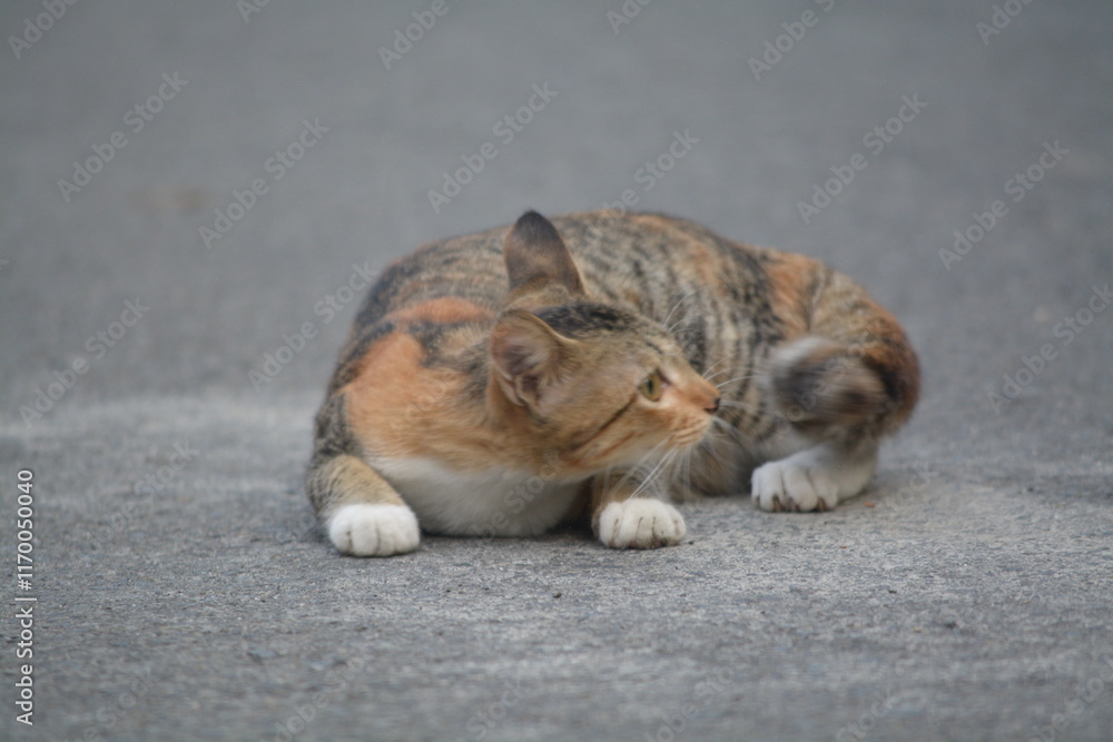 stray cat on the street with blurred background stray cat on the street with blurred background