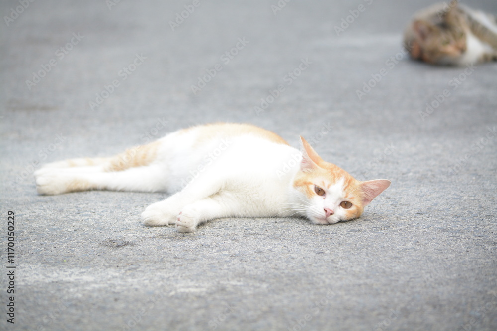 stray cat on the street with blurred background stray cat on the street with blurred background
