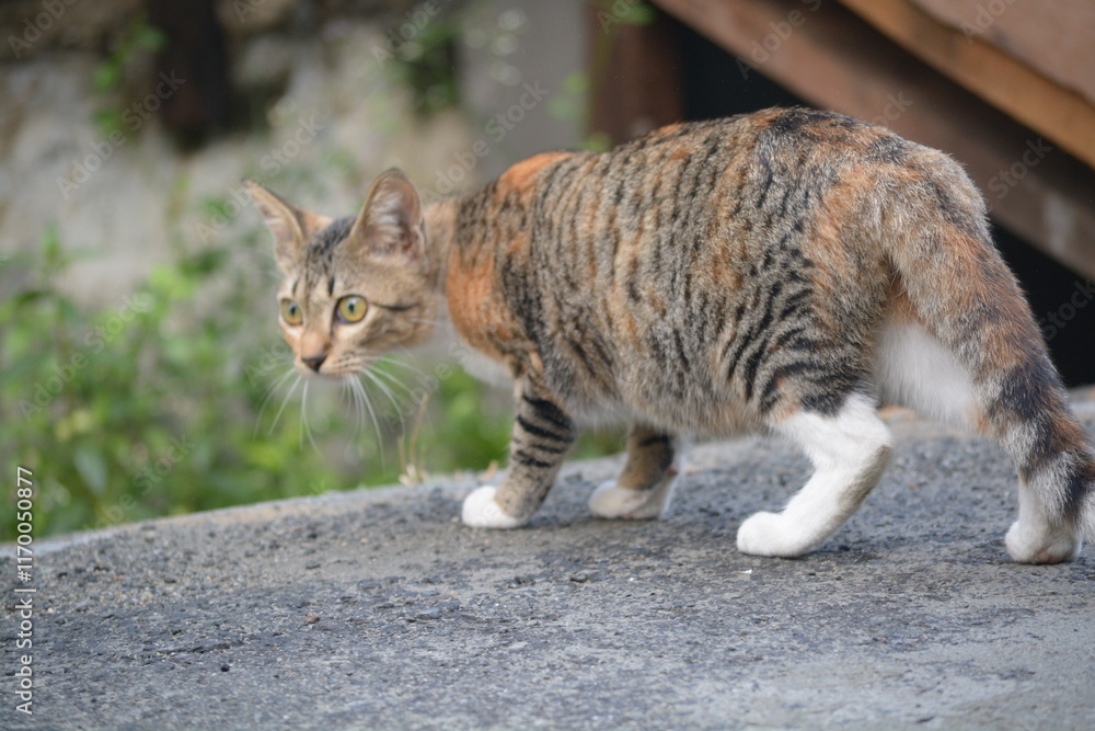stray cat on the street with blurred background stray cat on the street with blurred background