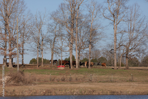 Cows Grazing in a Field Adjacent to a Golf Course