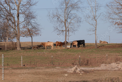 Cows Grazing in a Field Adjacent to a Golf Course