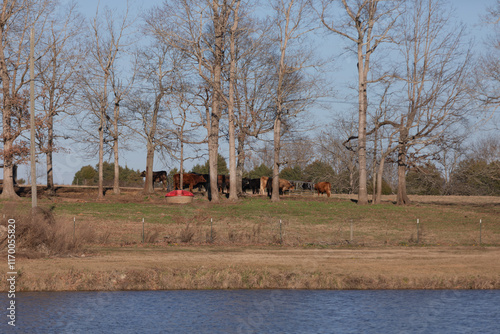 Cows Grazing in a Field Adjacent to a Golf Course
